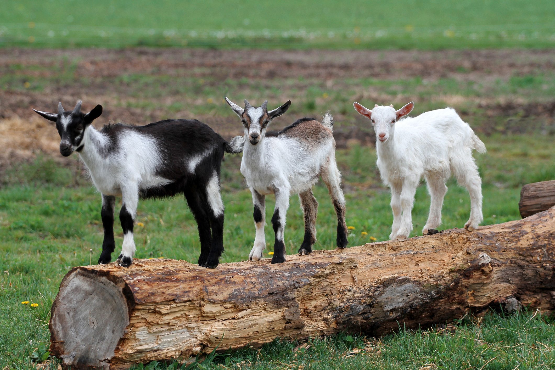 Three Billy Goats Gruff