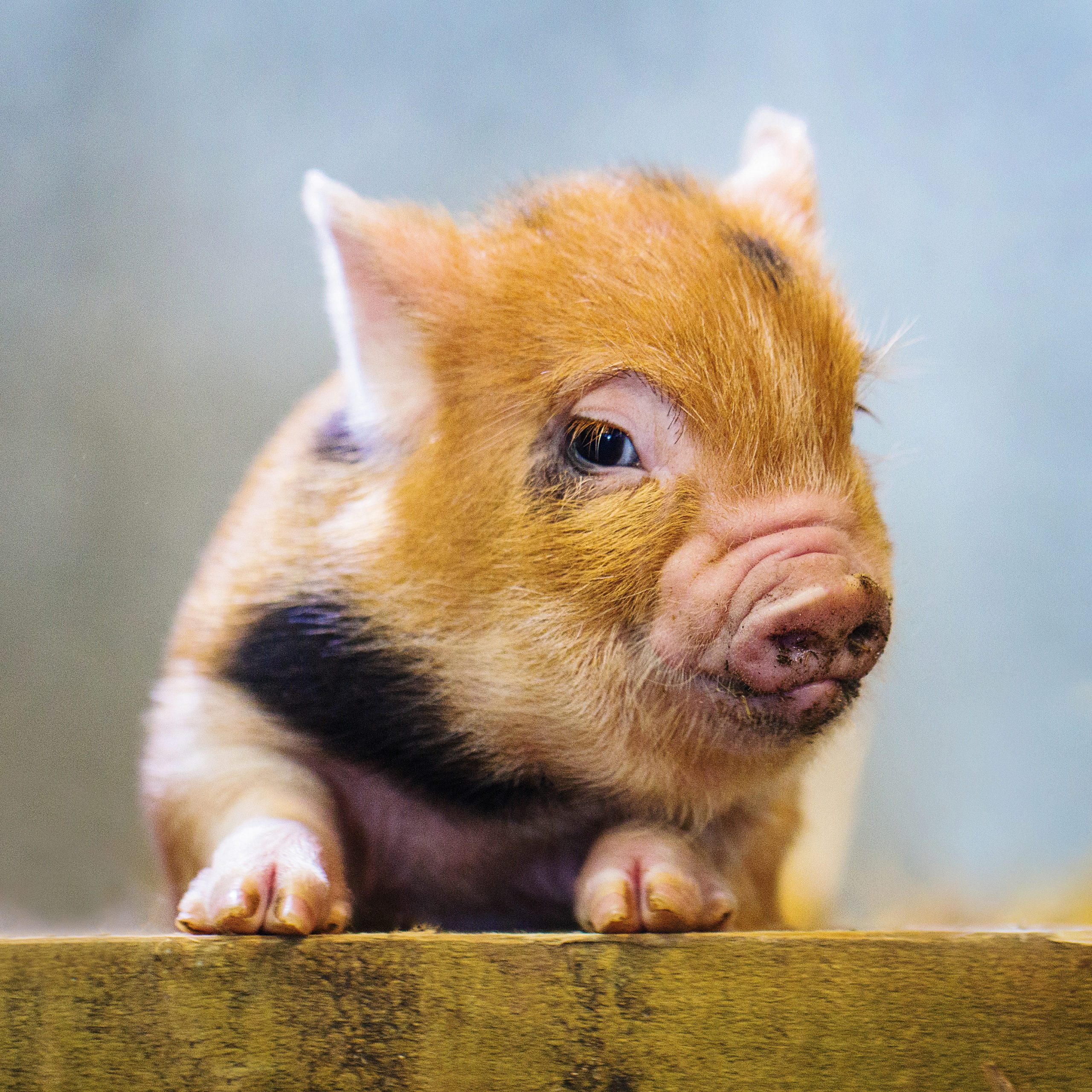 miniature pig