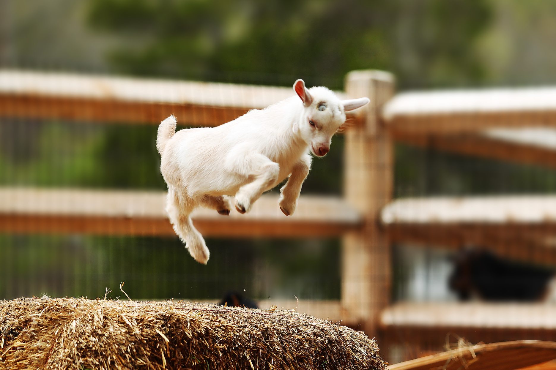 Jumping Goat