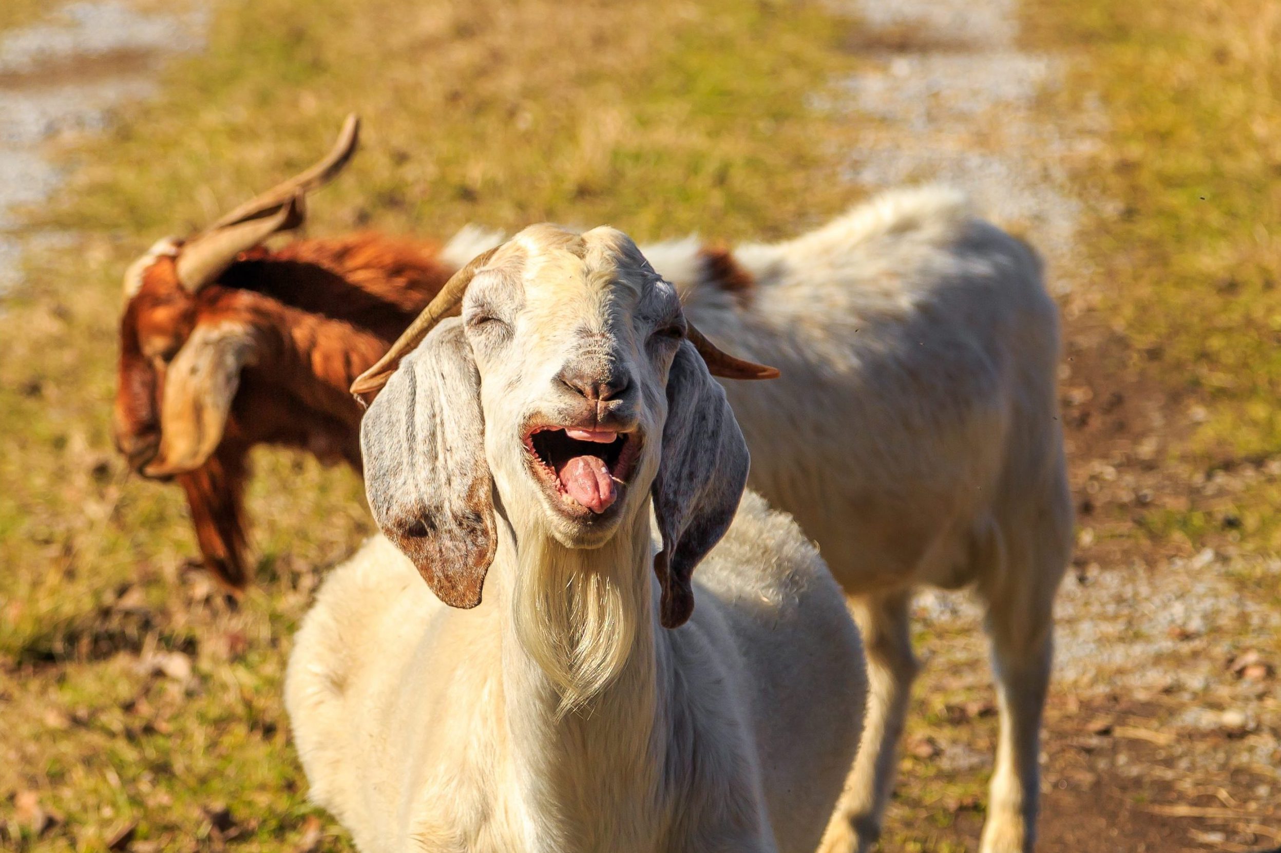 Laughing Goat