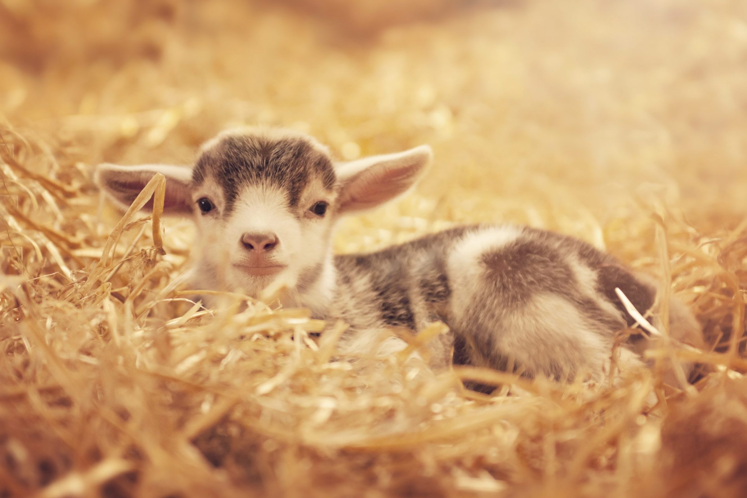 Kid - baby goat