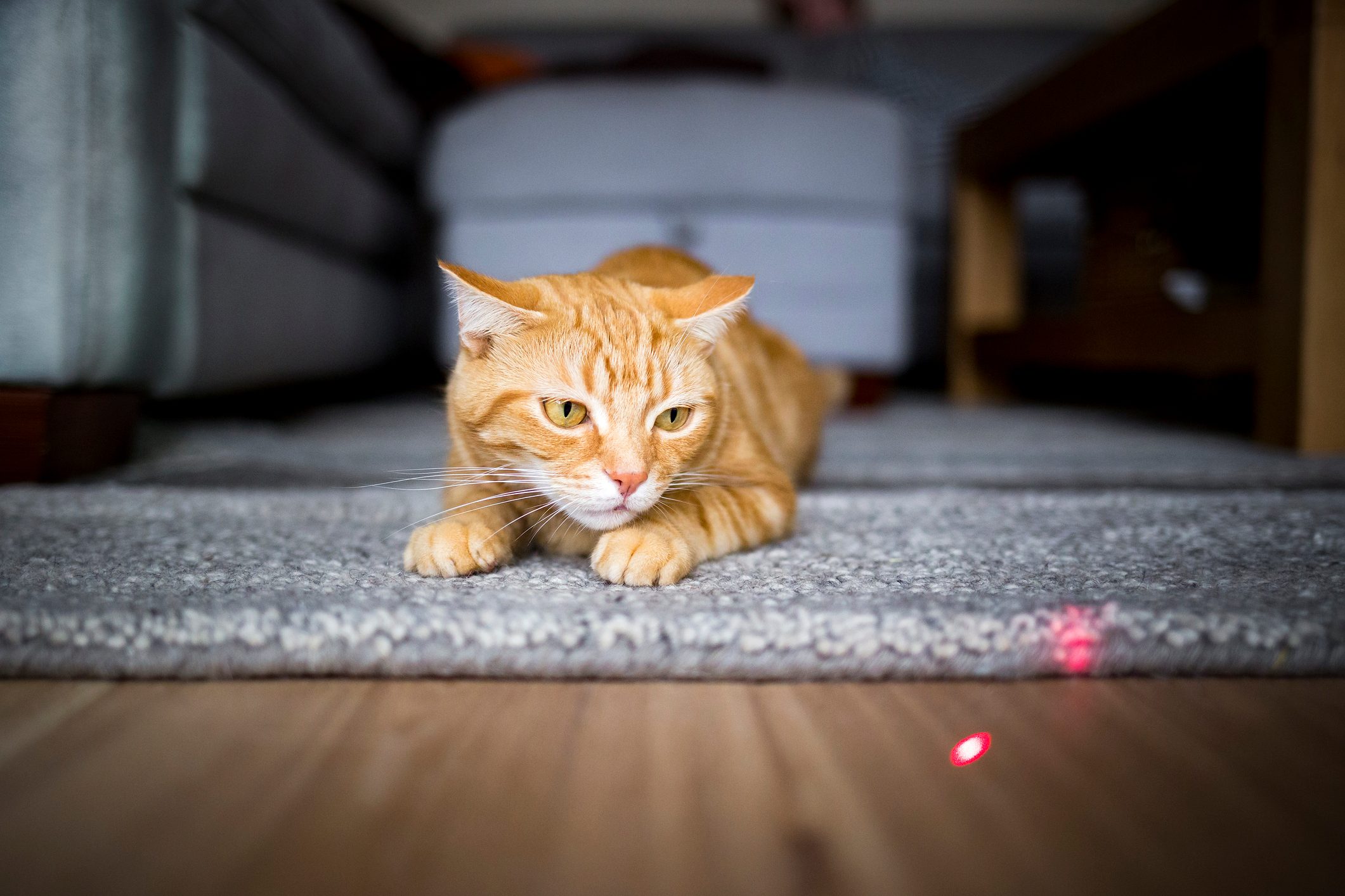 cat staring at the light of a laser pointer on the floor
