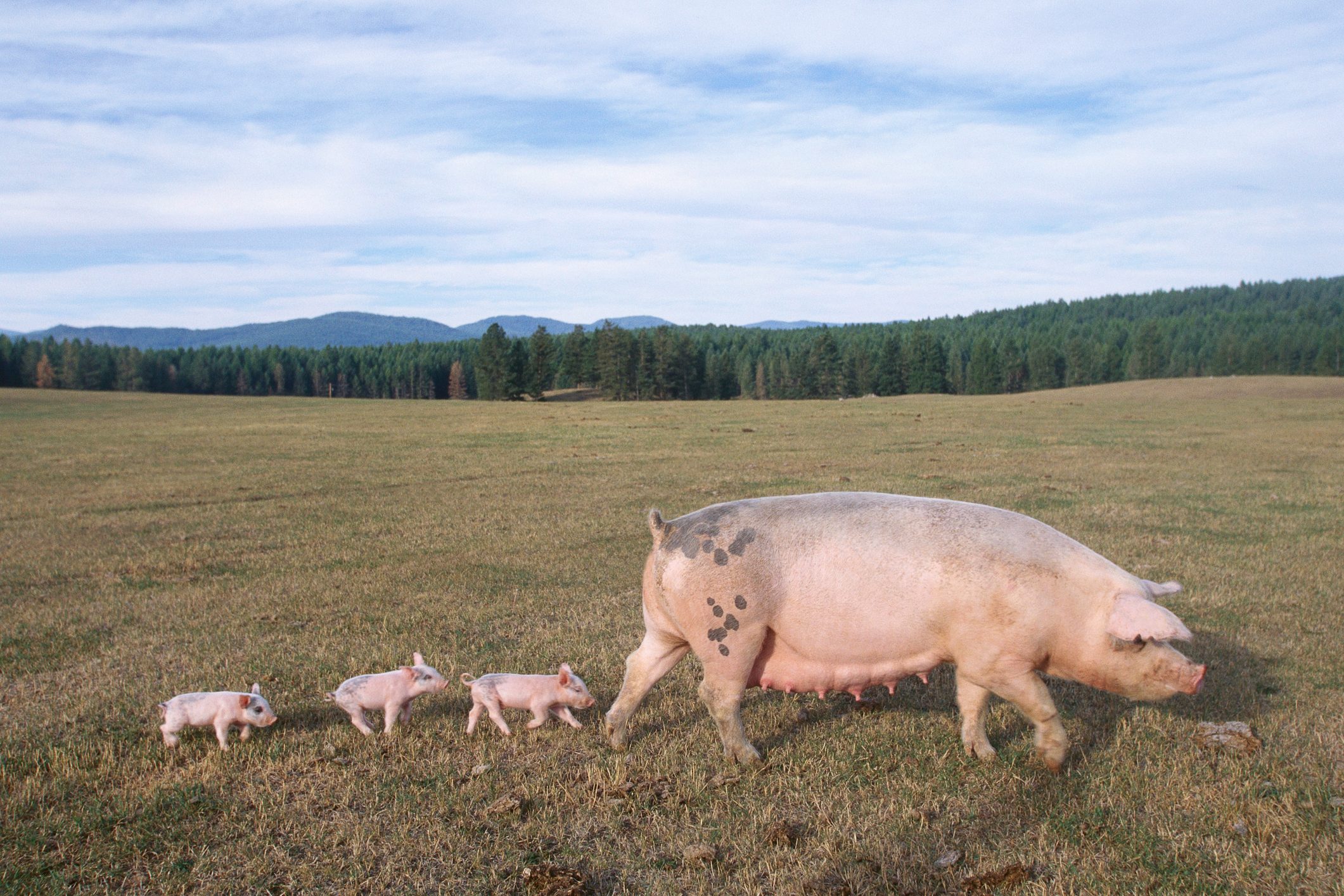 Piglets Following Mother