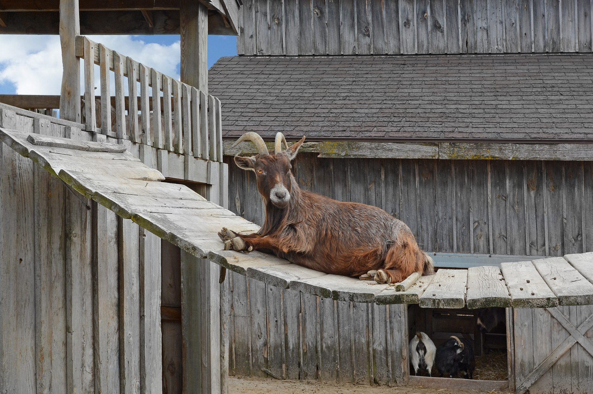 Gruff goat lying on a bridge