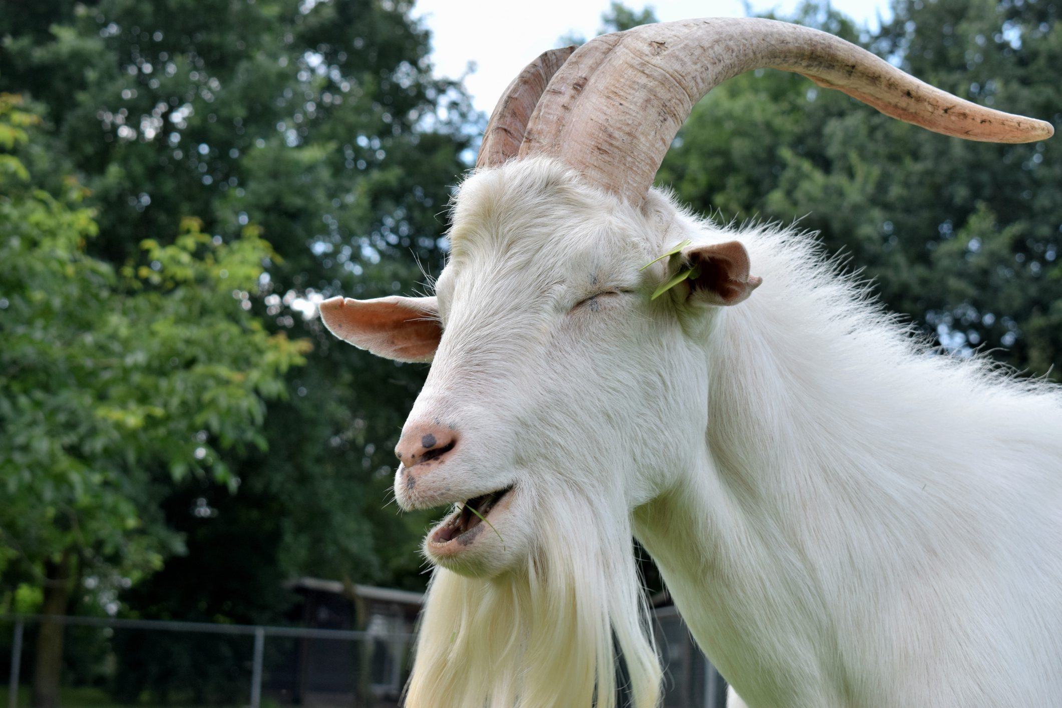 Close-Up Of A Goat