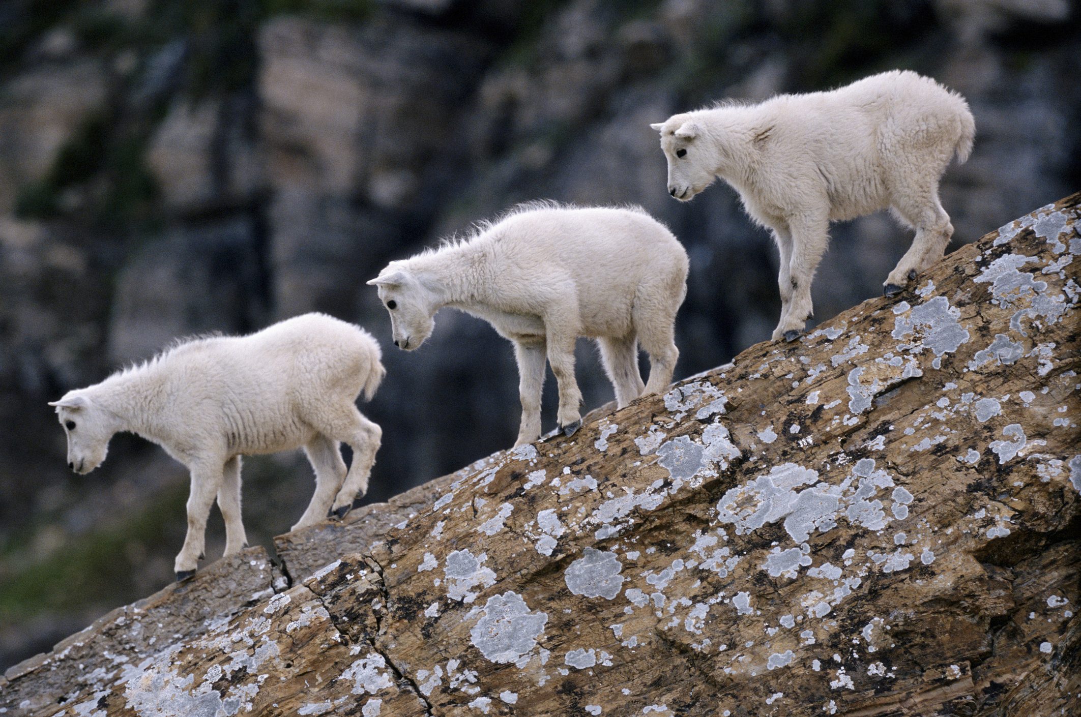 Mountain goat kids (Oreamnos americanus) on fallen wood