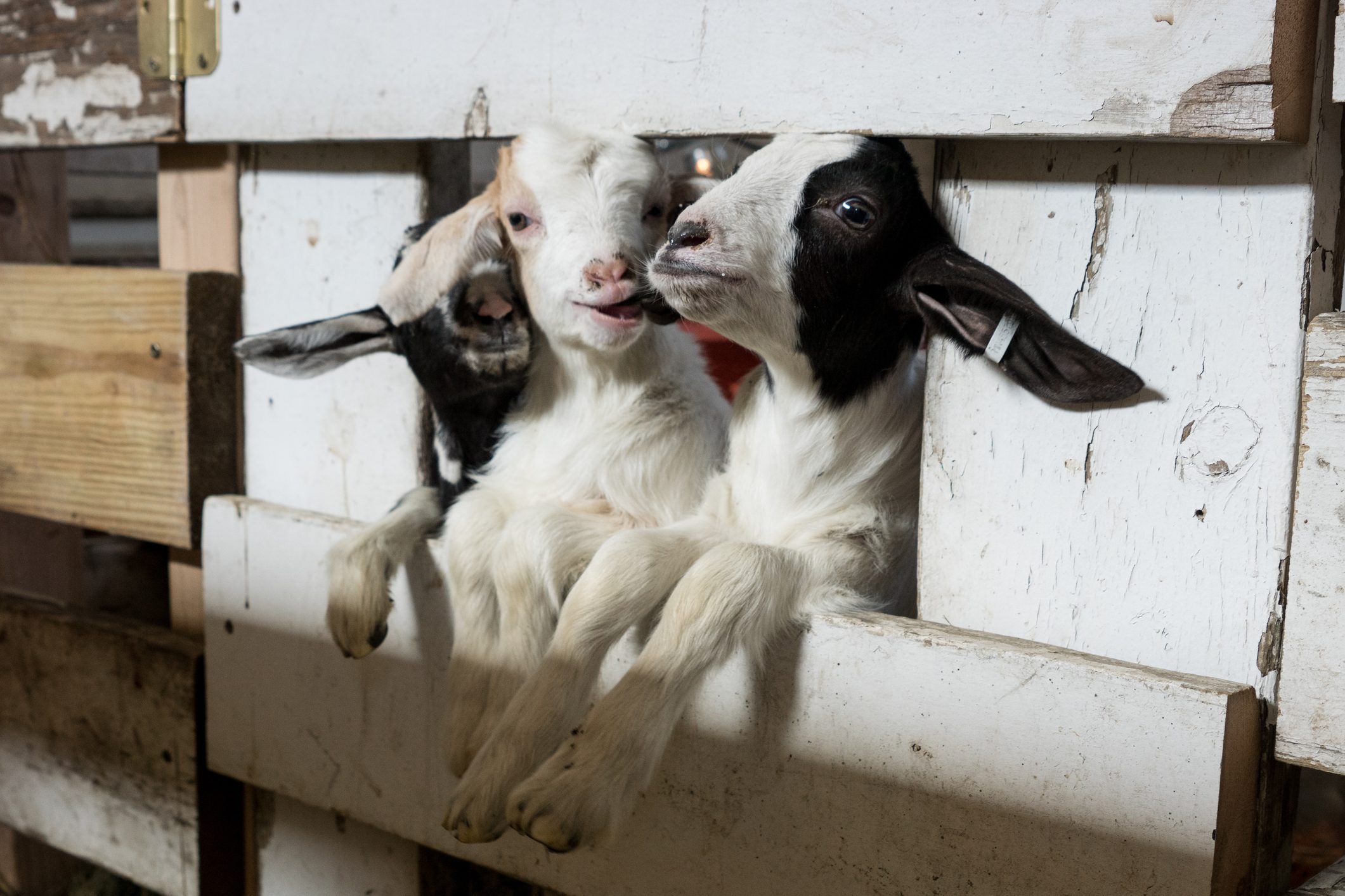 Midsection For Three Kid Goats