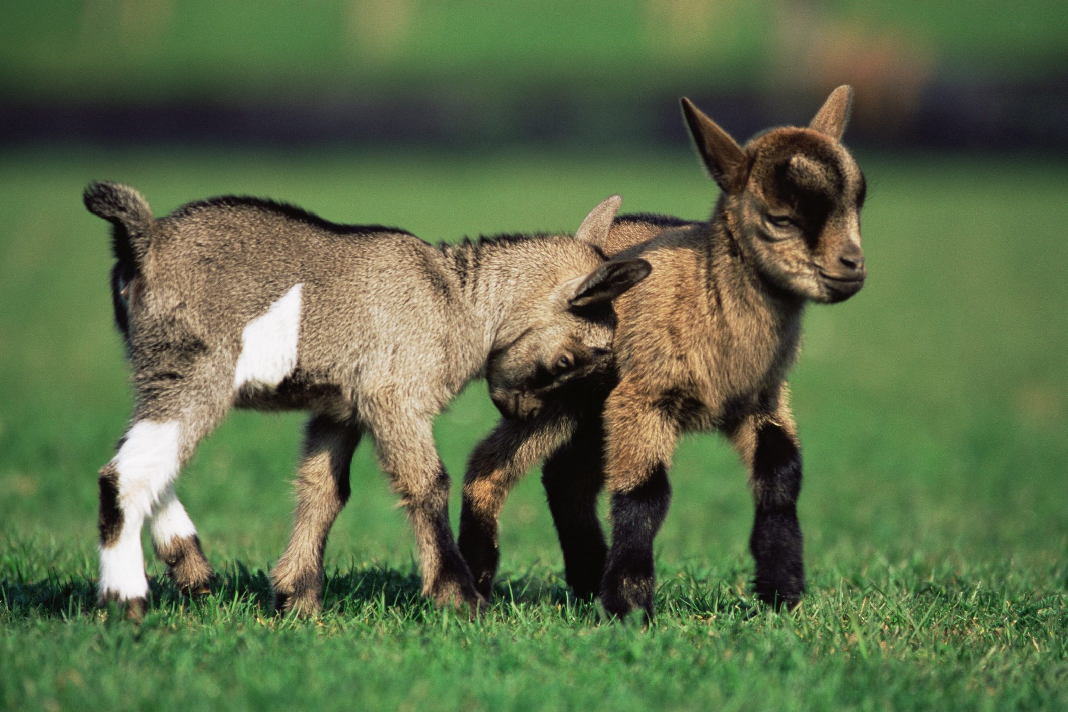 Two kid goats in field