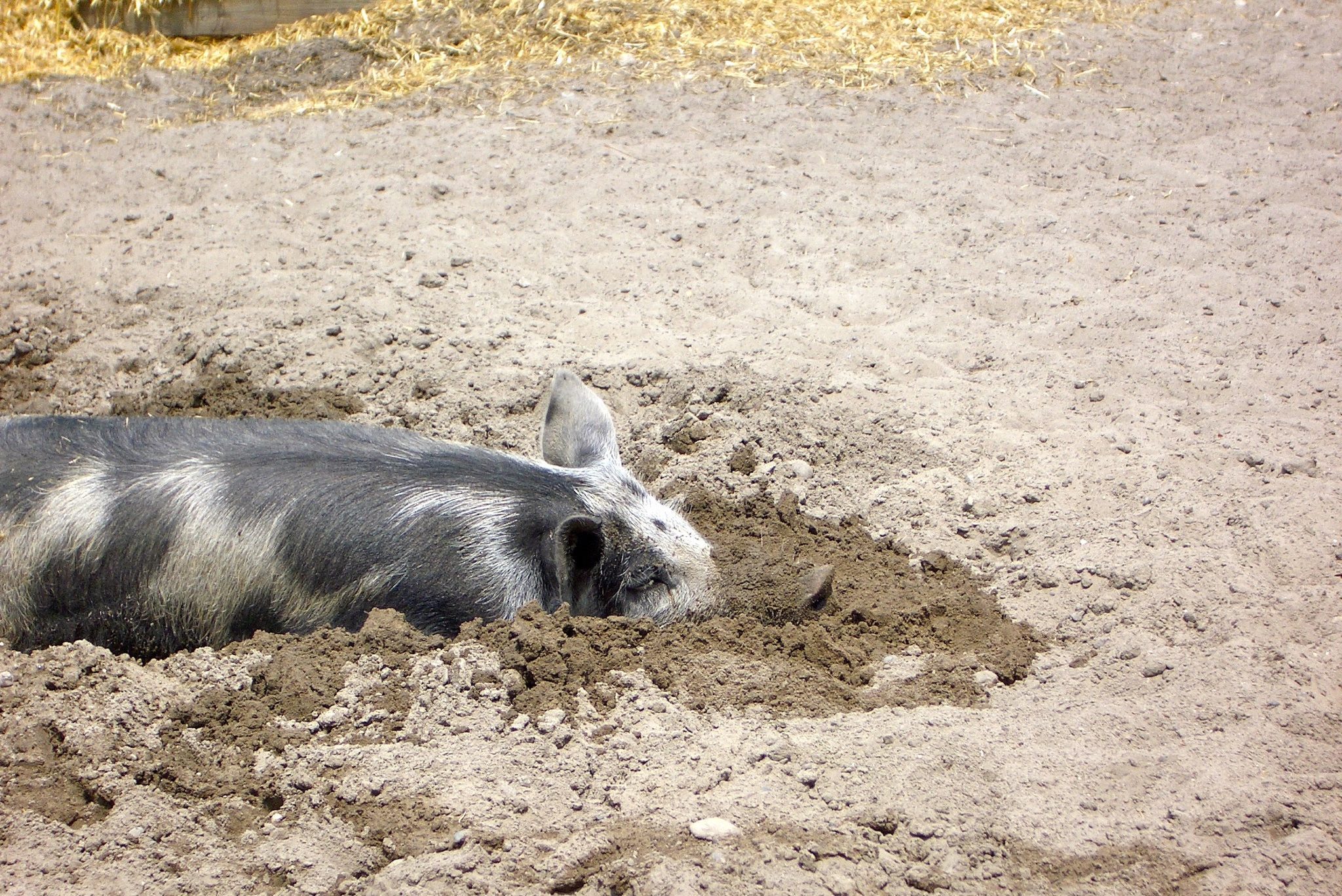 pig in the mud