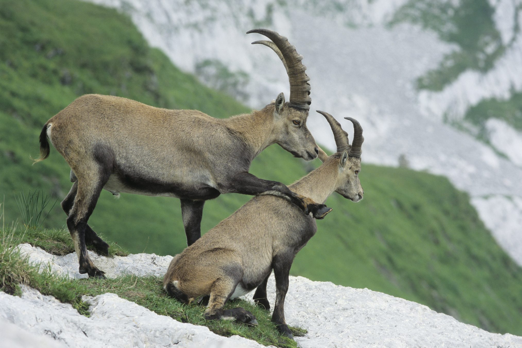Alpine Ibexes