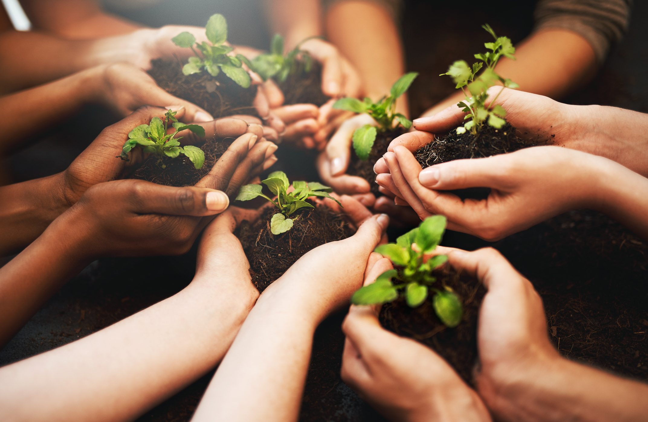 Hands hold seedlings in soil, arranged in a circle, suggesting unity and collaboration in a gardening or environmental context.
