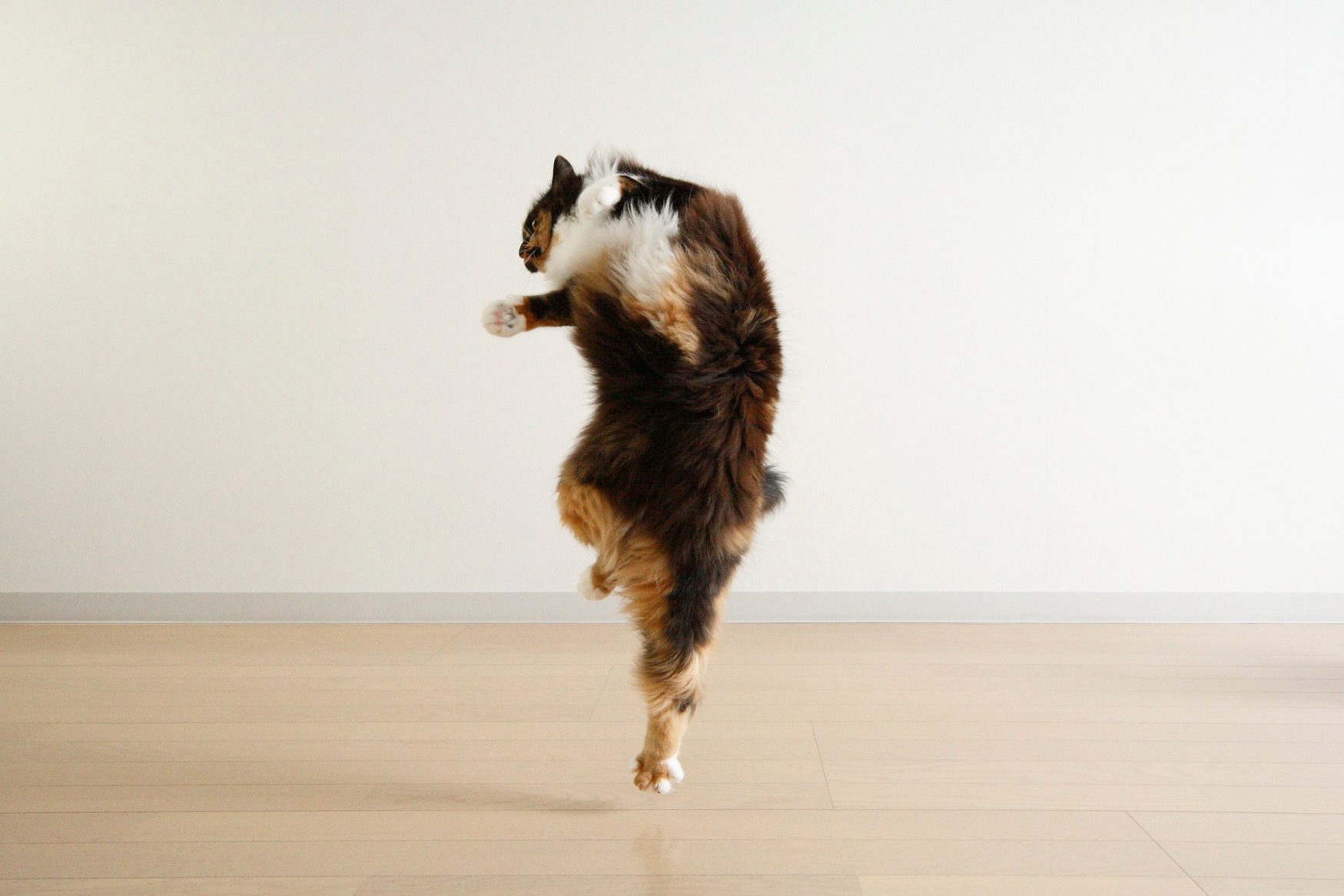 Dancing Cat