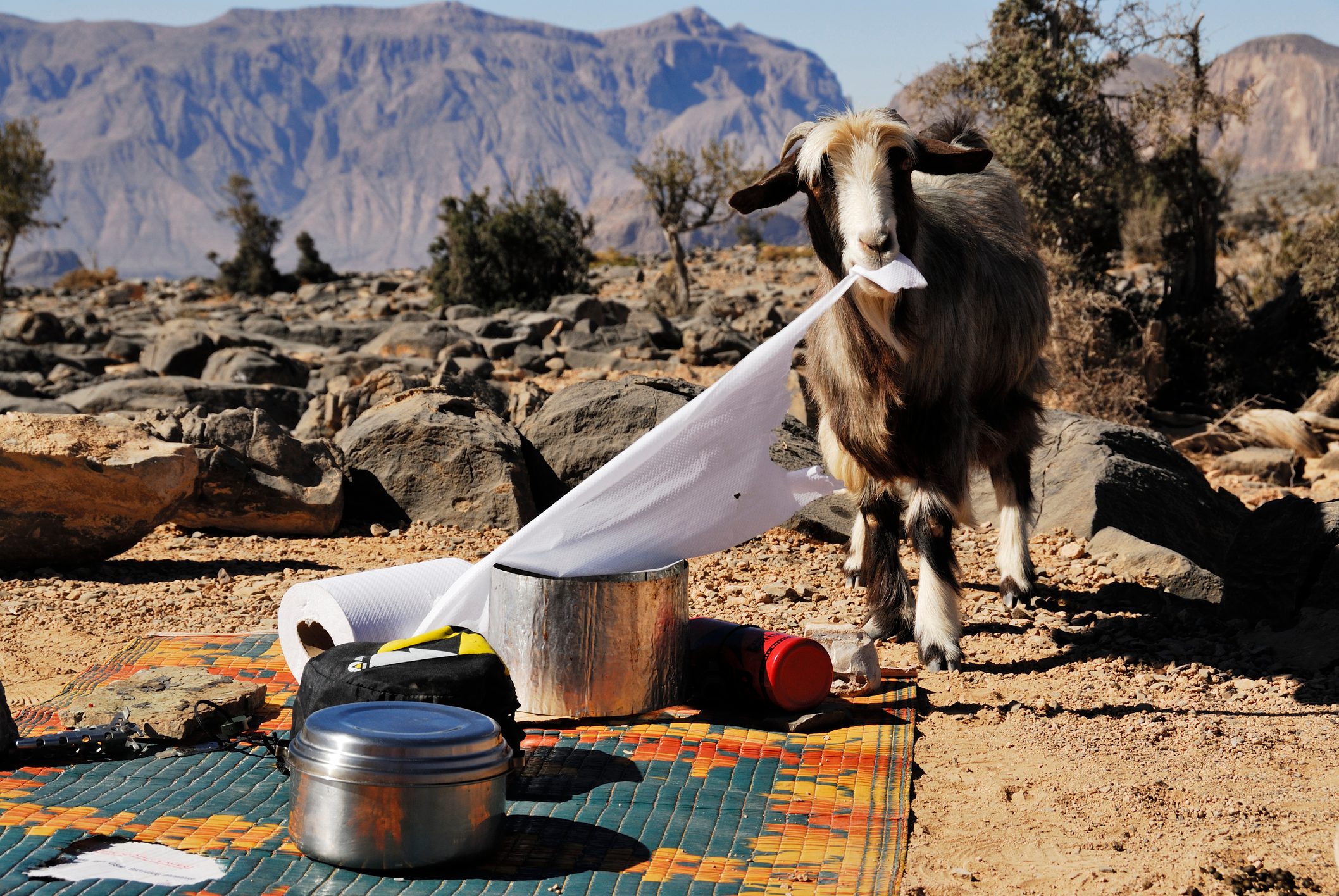 A goat eats paper on a campsite in the desert