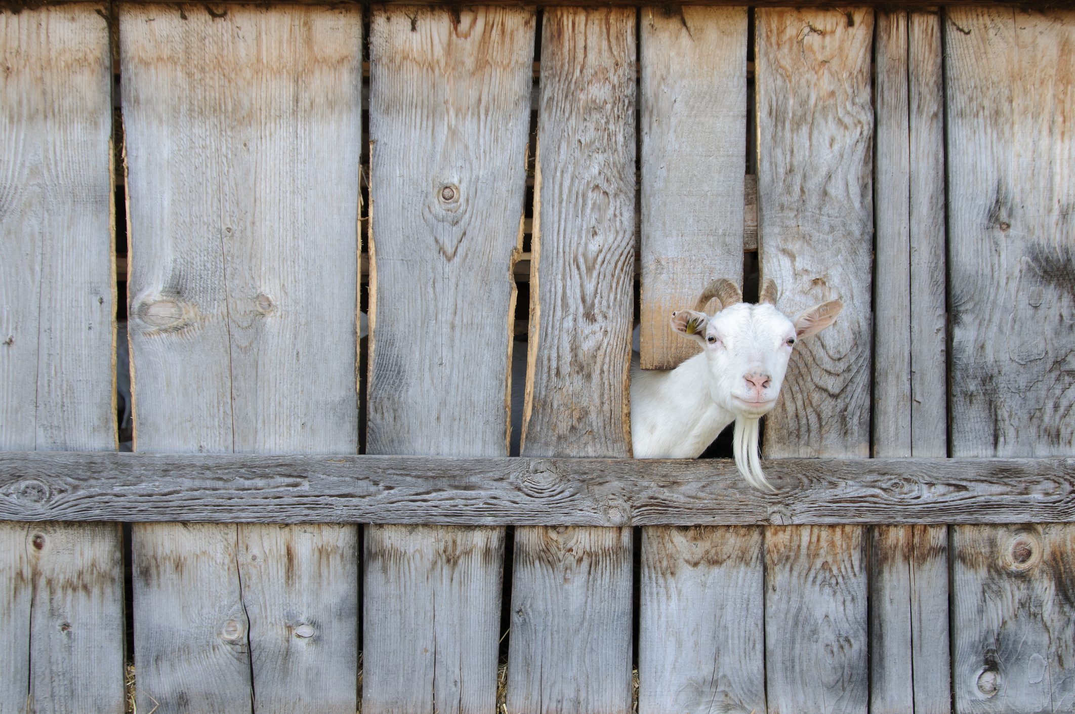 Goat poking his head through hole in wooden fence, Melk, Yspersal, Austria
