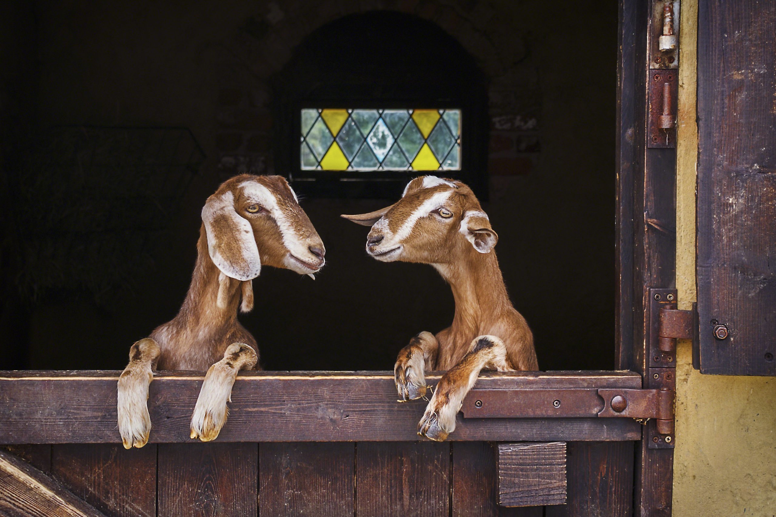 Two goats leaning on barn door, England, UK