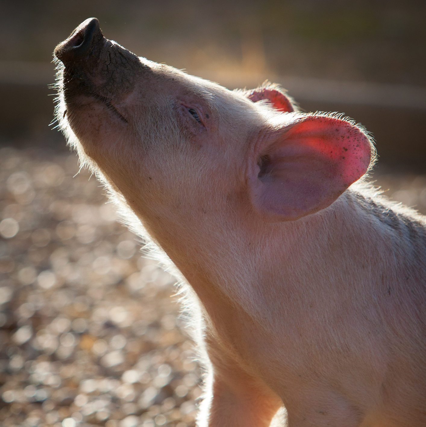 Piglet in the Morrning