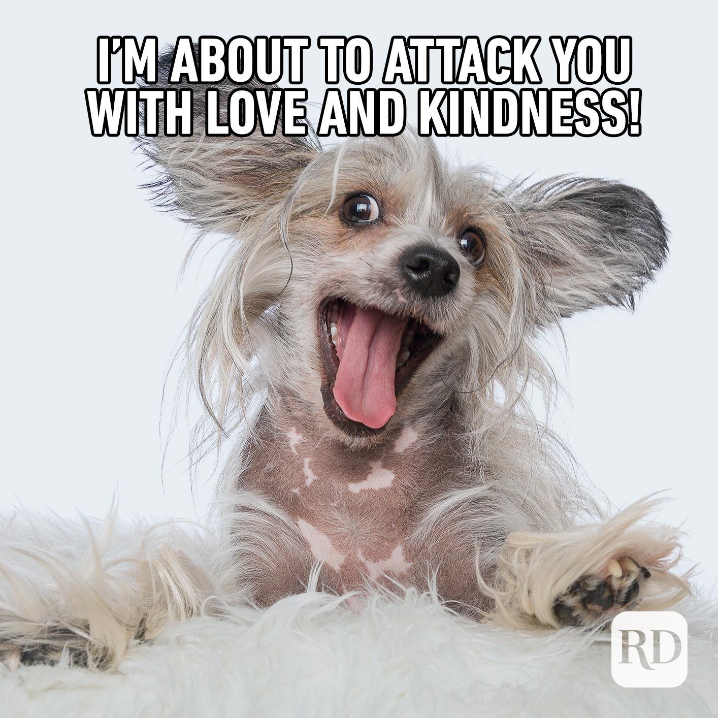 Dog snarling at camera. Meme text: I’m about to attack you with love and kindness