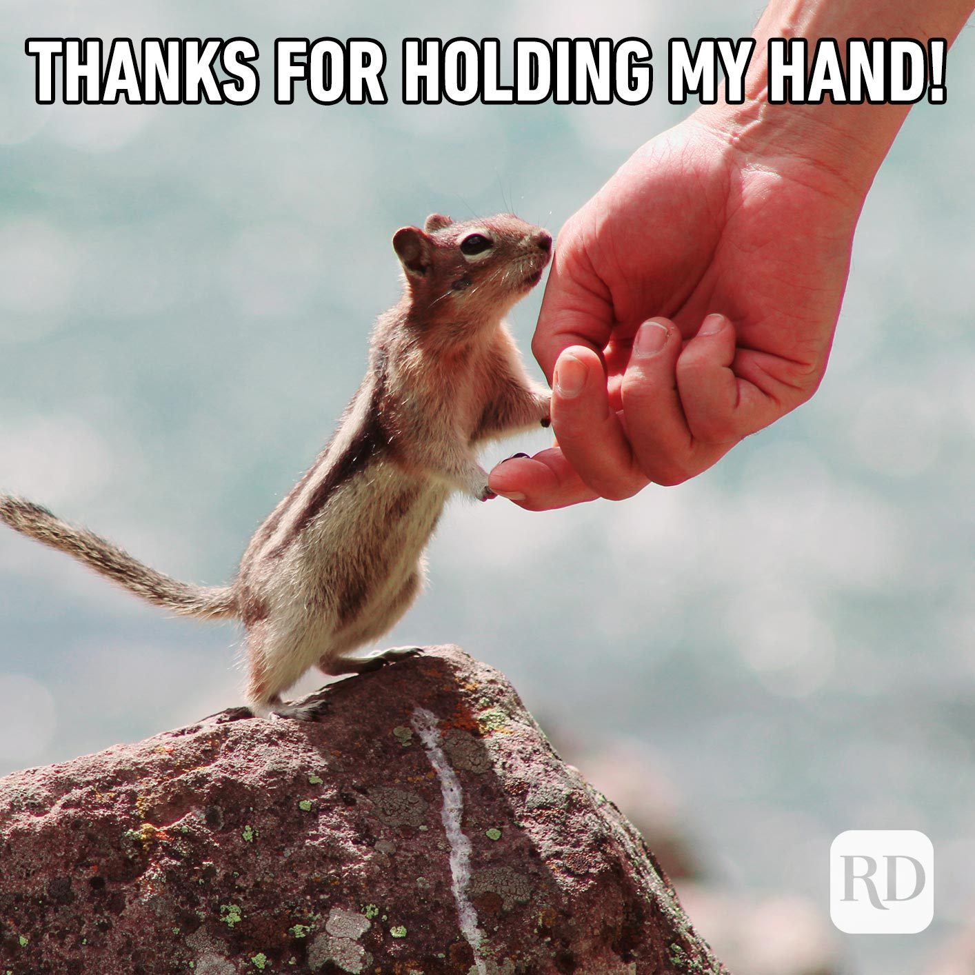 Man holding hands with chipmunk. Meme text: Thanks for holding my hand!