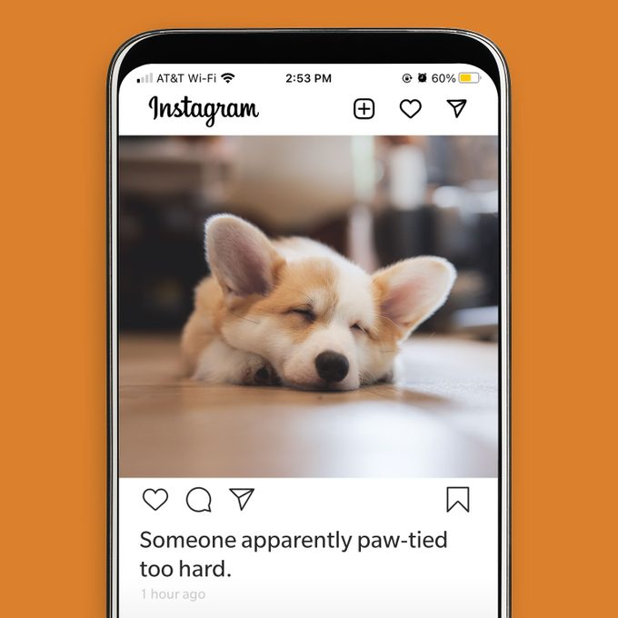 instagram post of a sleeping corgi puppy with the caption "Someone apparently paw-tied too hard."