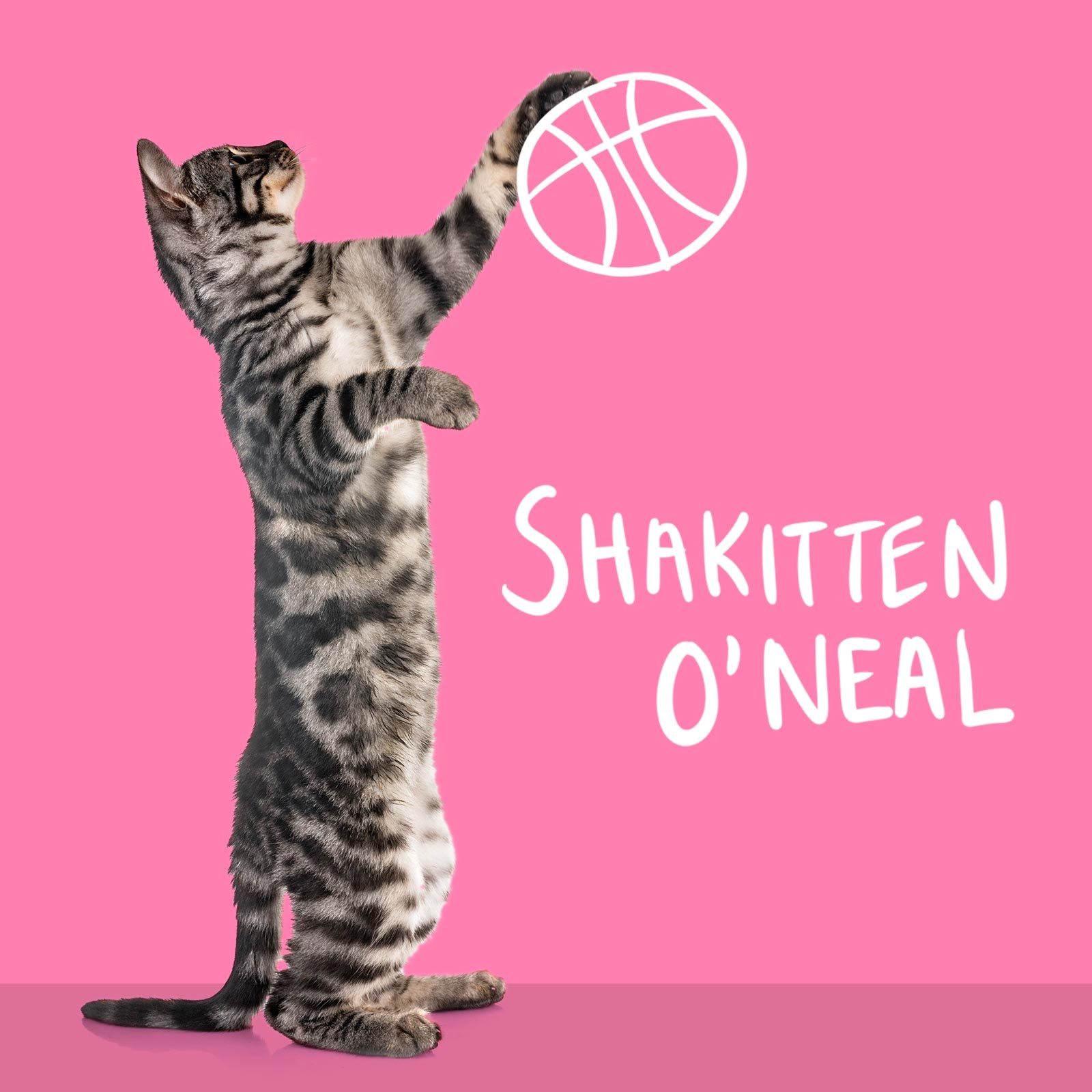 Cat grabbing a basketball named Shakitten O'Neal