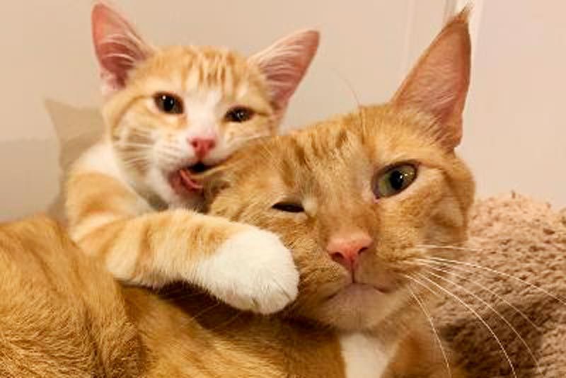 kitten biting the ear of a larger cat