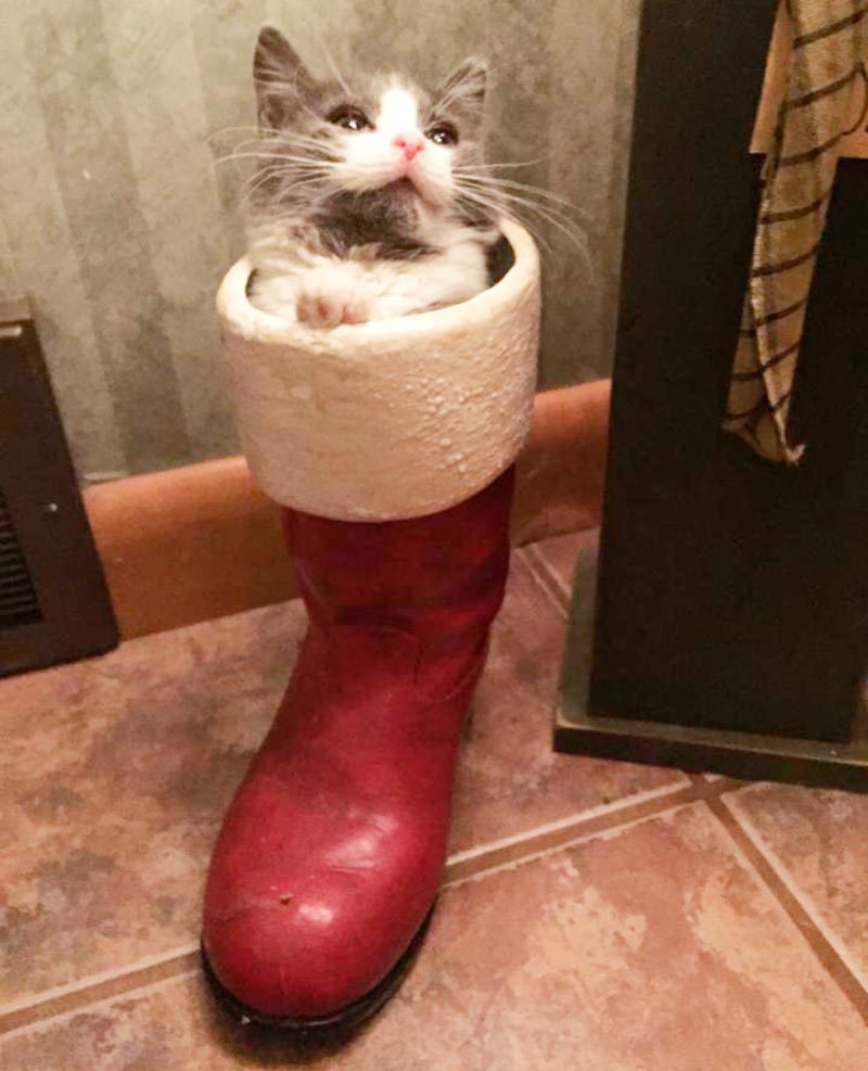 kitten in a boot