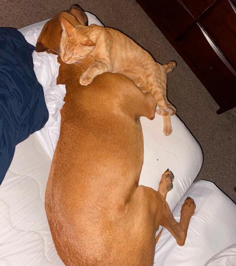 large dog and small cat cuddle