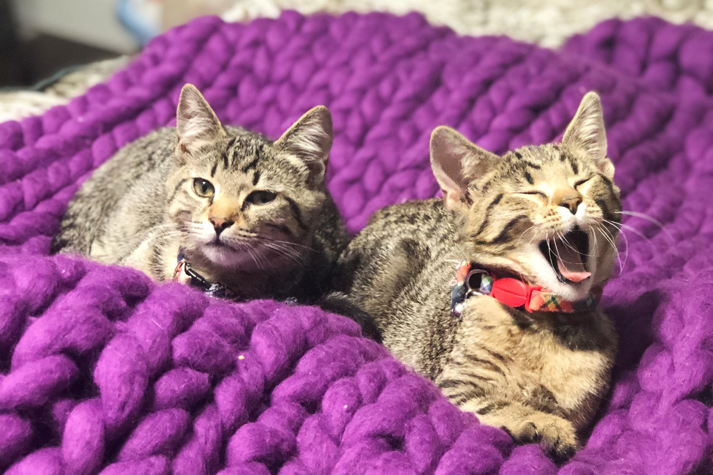 two cats, one yawning, on a bright purple blanket