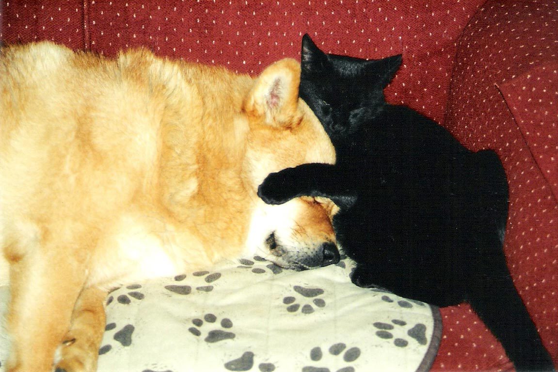 cat holding onto dogs head; cuddling on the couch