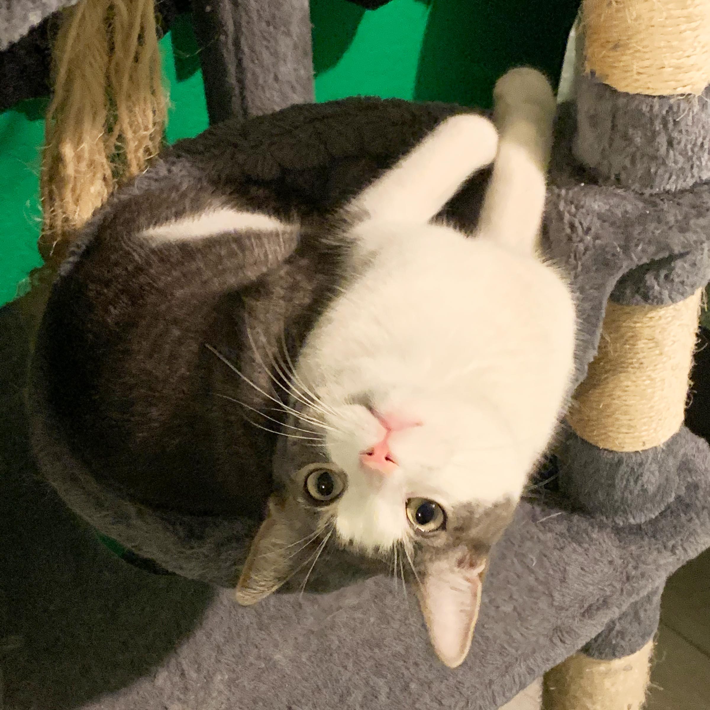 a cat sitting in an odd position looking back over his back