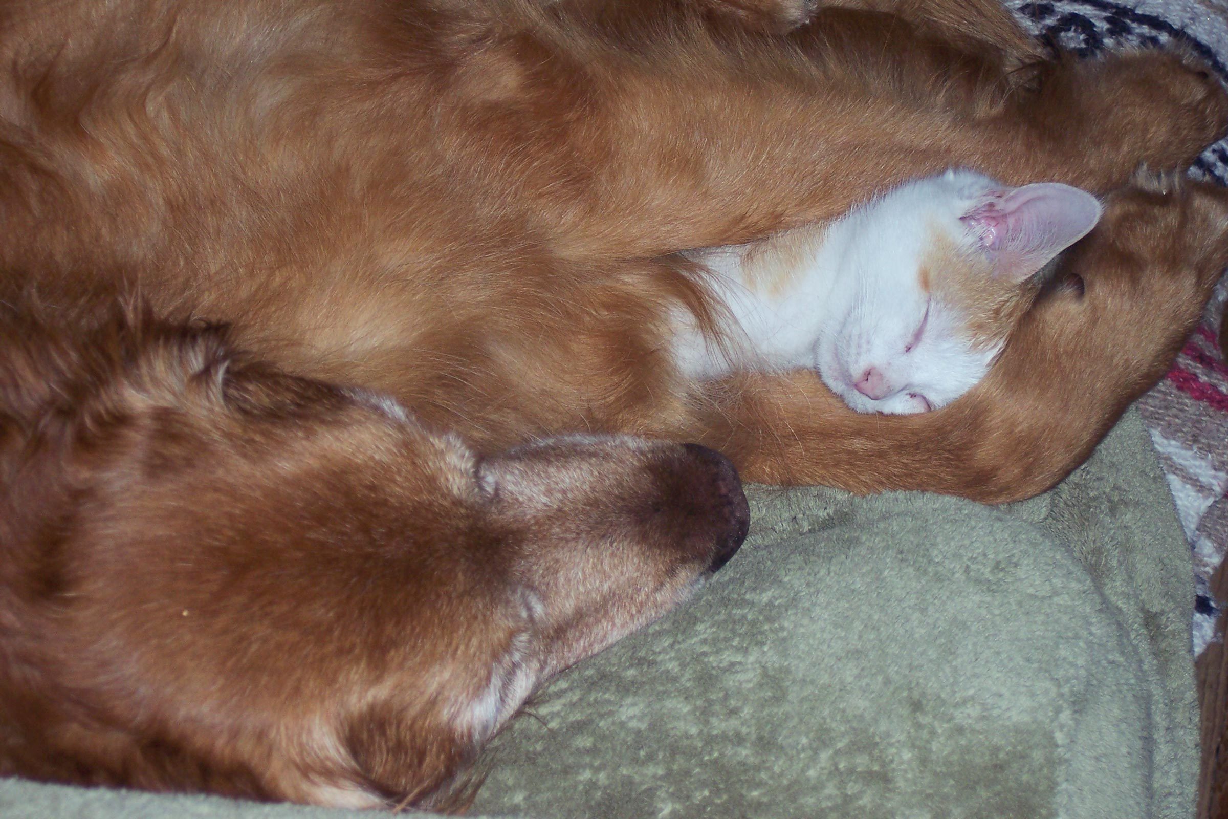 dog and cat cuddling