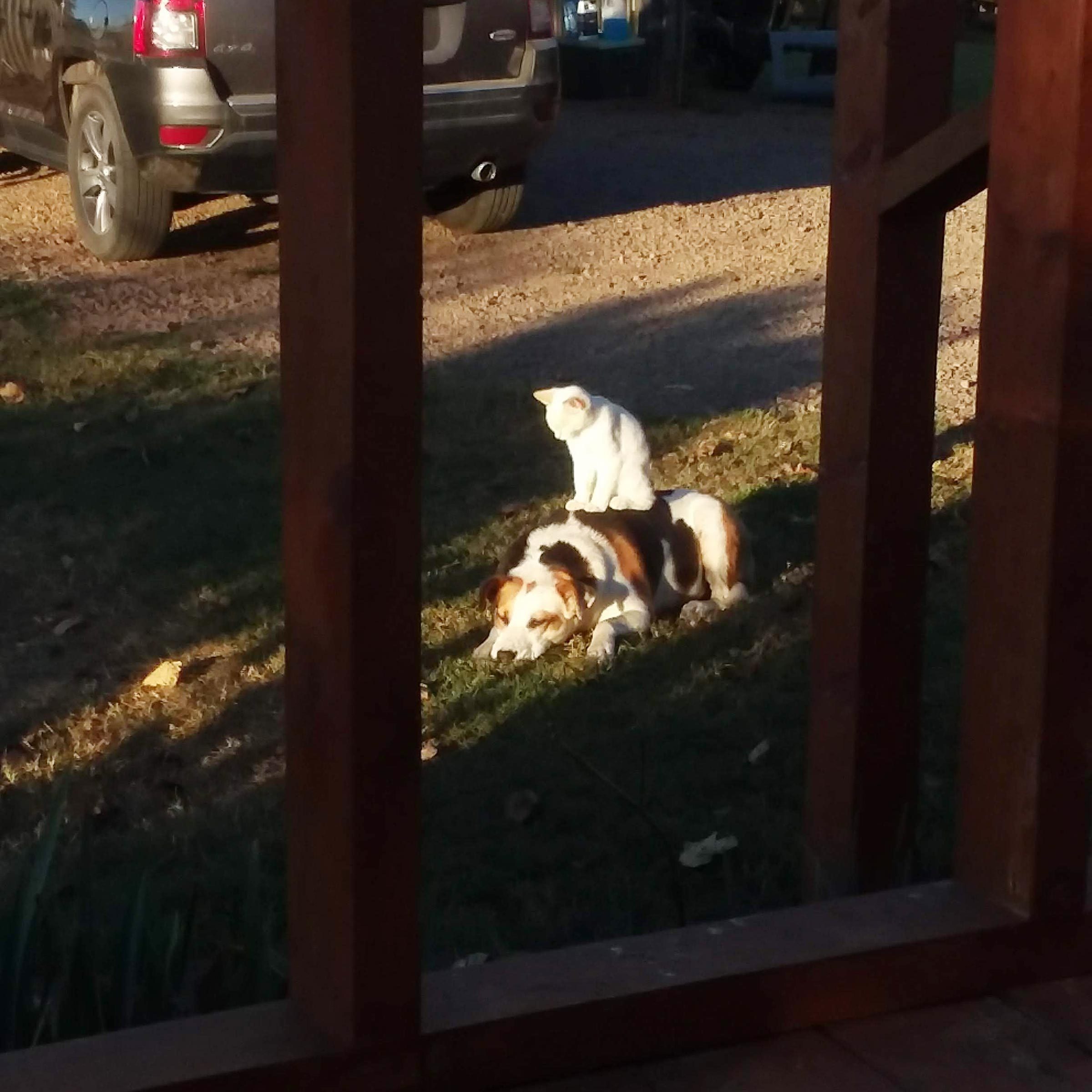 cat sitting on the dog in the yard in the bright sunshine