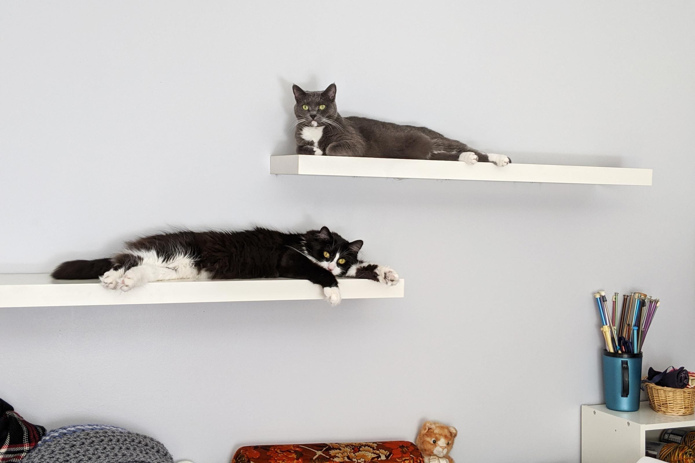 two cats sit on two floating shelves against a light gray-blue wall