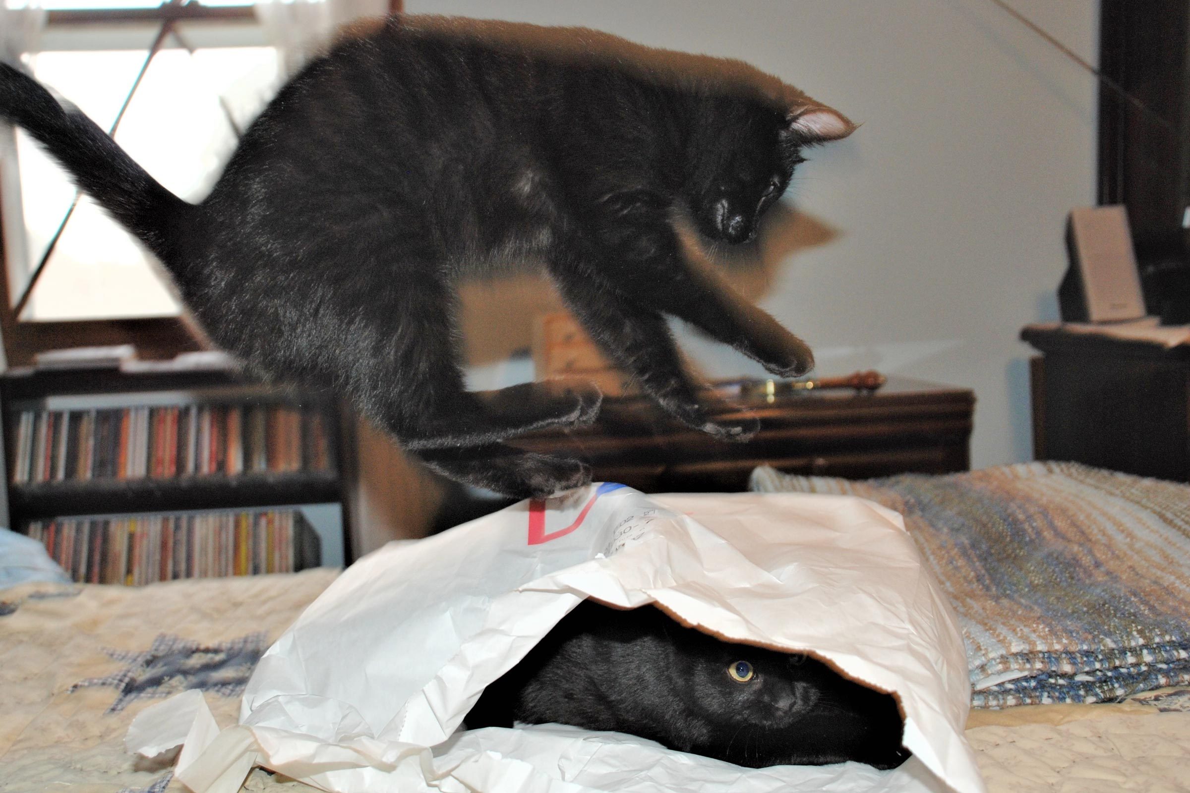a cat mid air about to land on another cat who is iside a large envelope