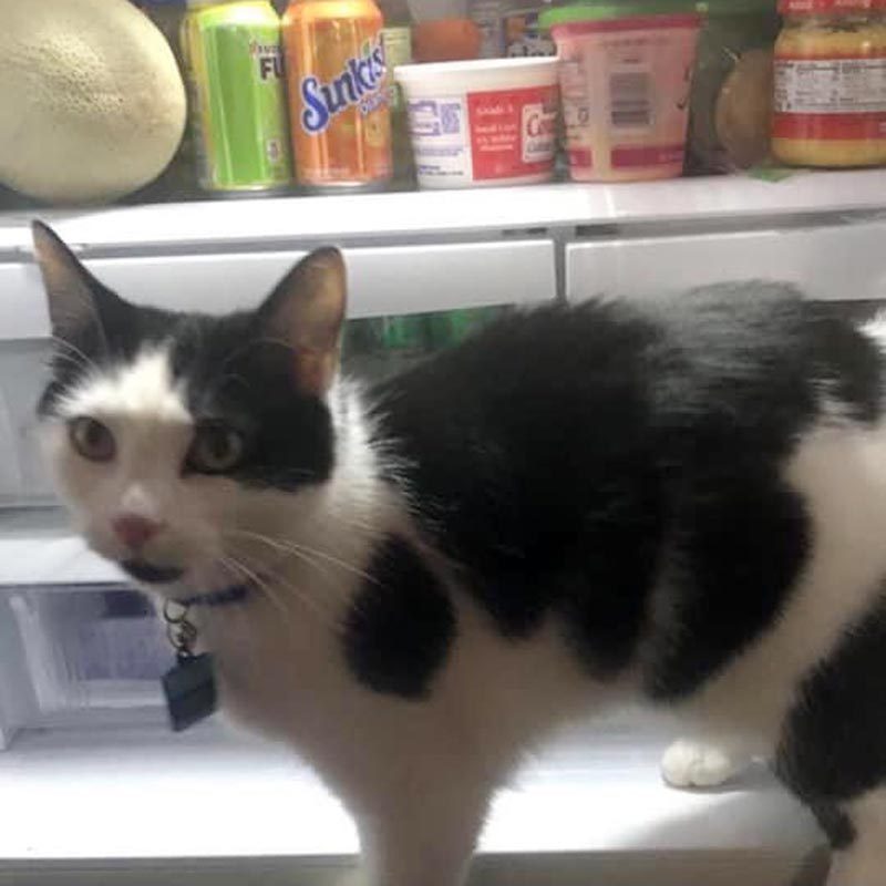 a cat standing in front of an open refrigerator