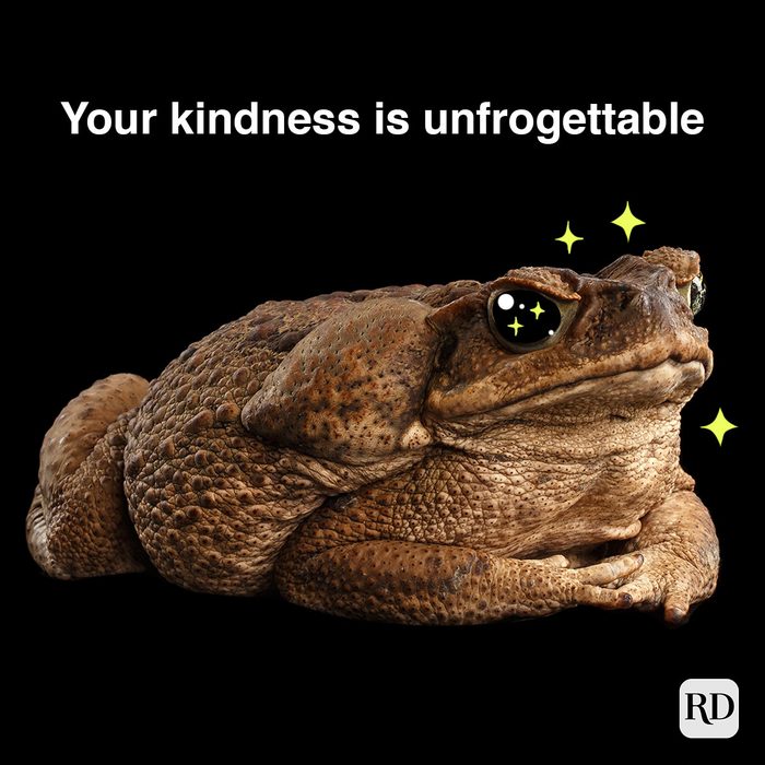 bull frog on black background