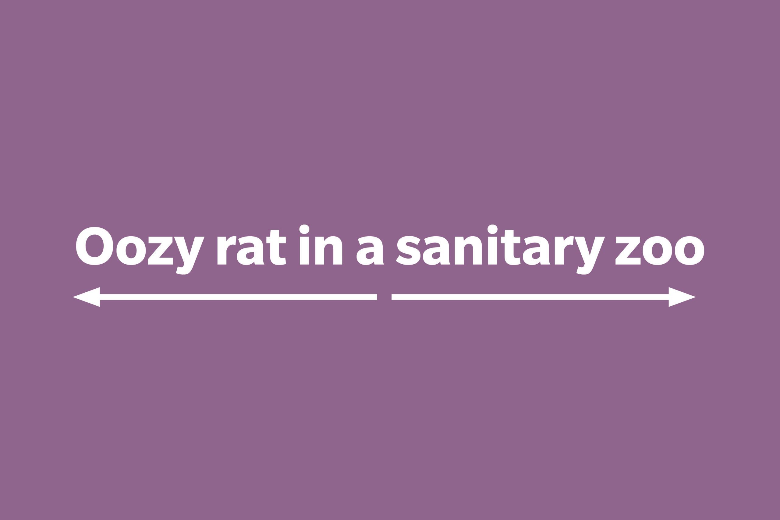 Oozy rat in a sanitary zoo