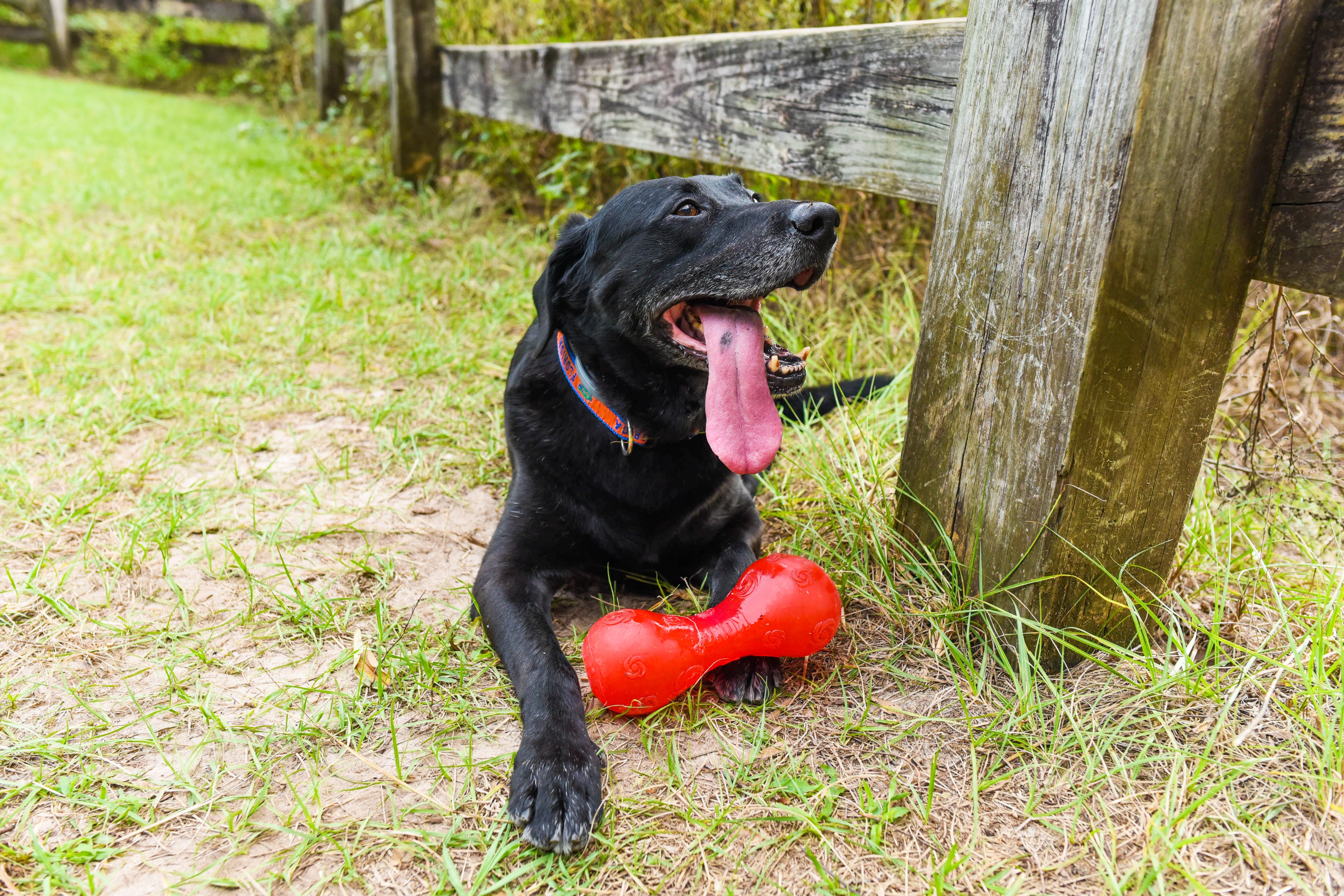 Dog panting with tongue out, resting on grass, holding a red bone toy near a wooden fence in a park setting.