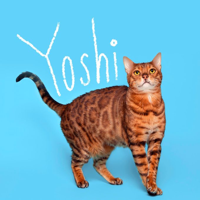 Boy cat name "Yoshi" handwritten on a photo of a cat on a blue background