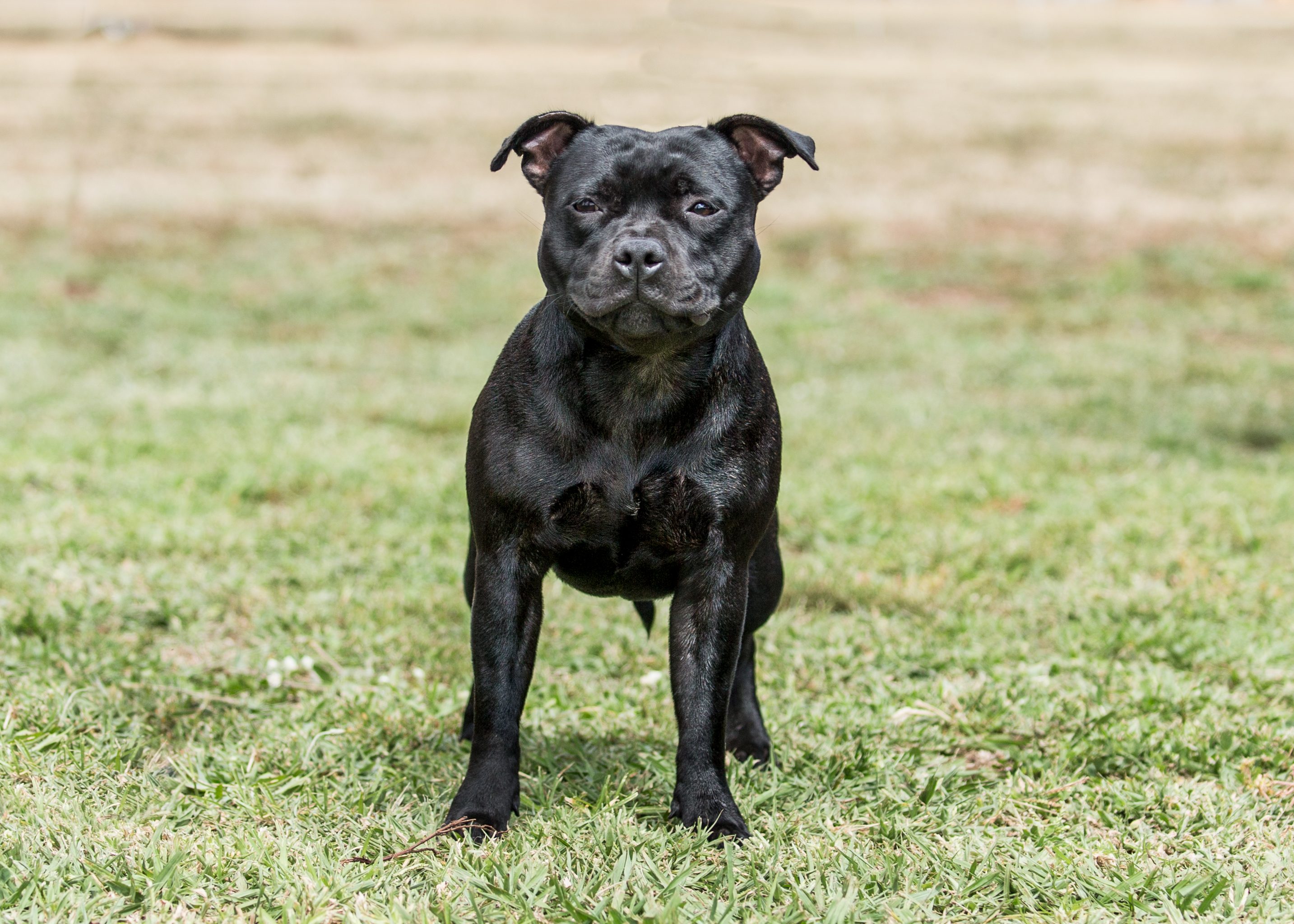 Black dog stands confidently on grassy field, with a blurred background.