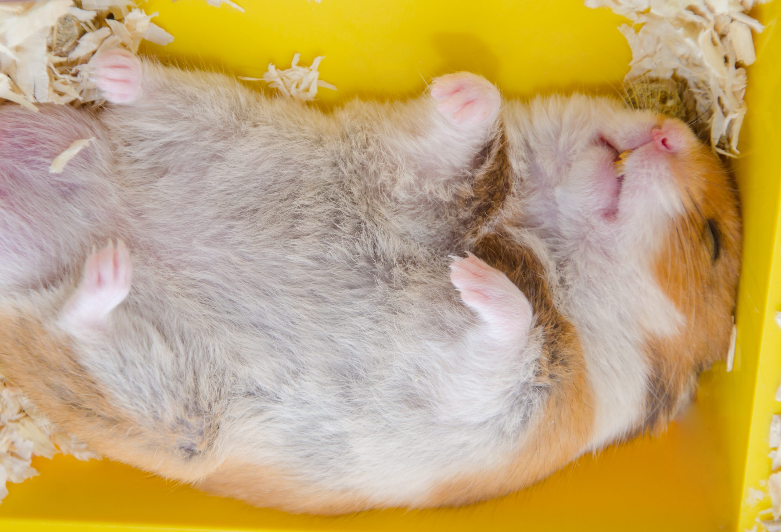 Cute Syrian hamster sleeping peacefully on its back