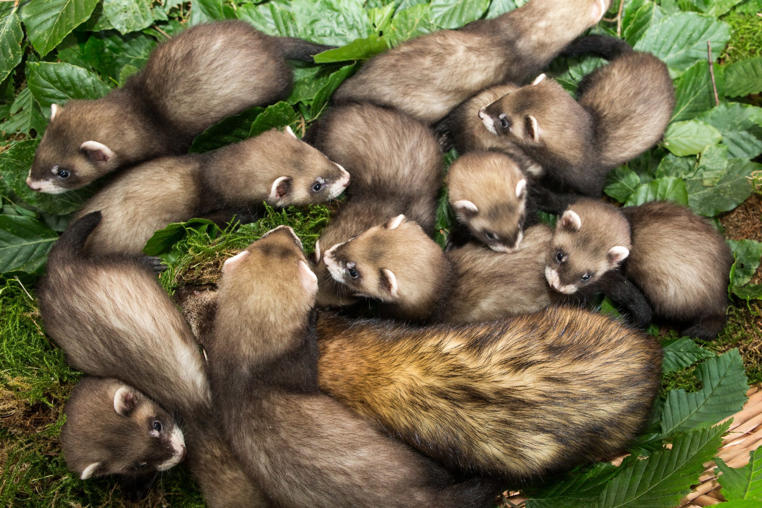Ferret offspring at Eekholt Zoo