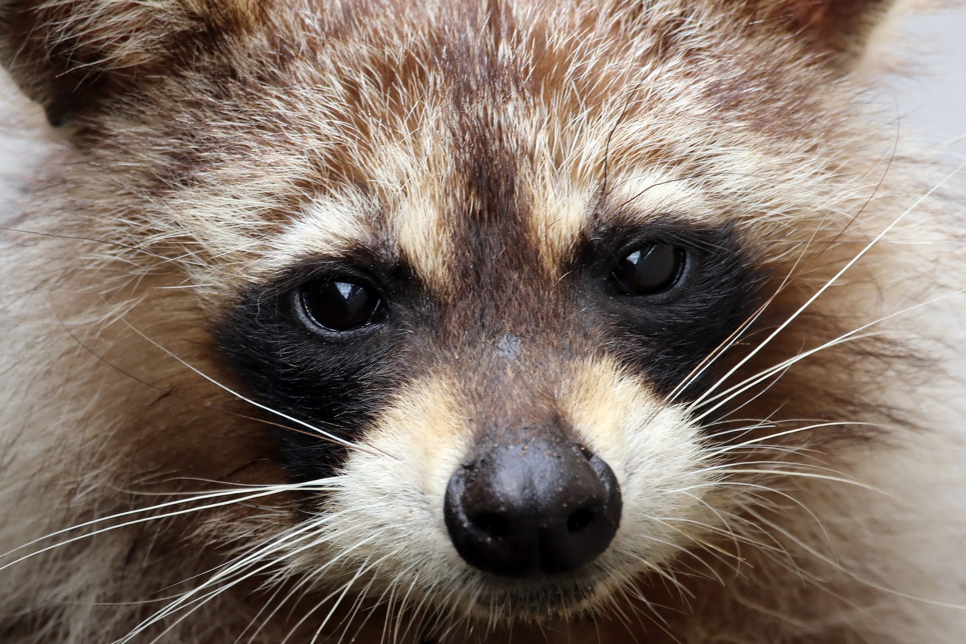 Close-Up Portrait Of Raccoon