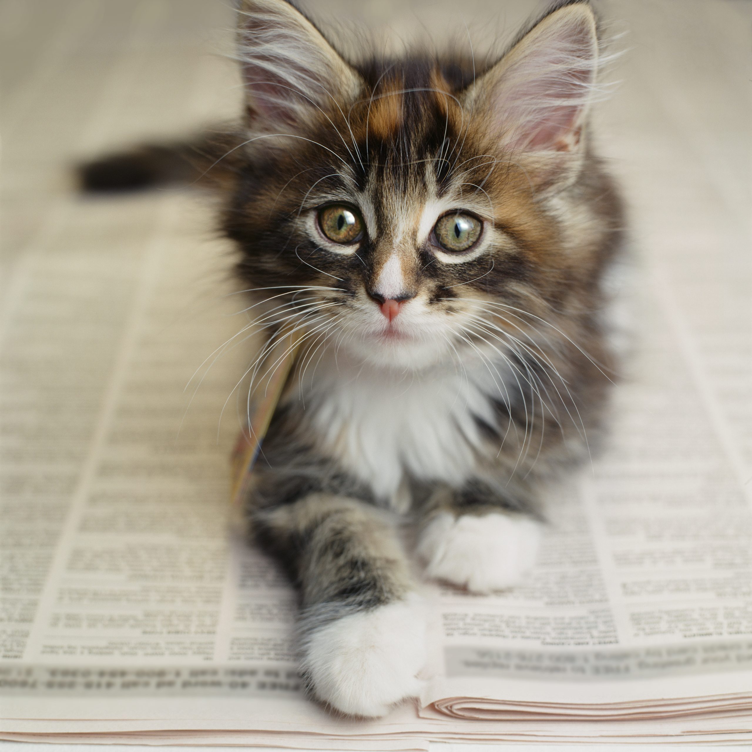 Kitten Laying On Newspaper