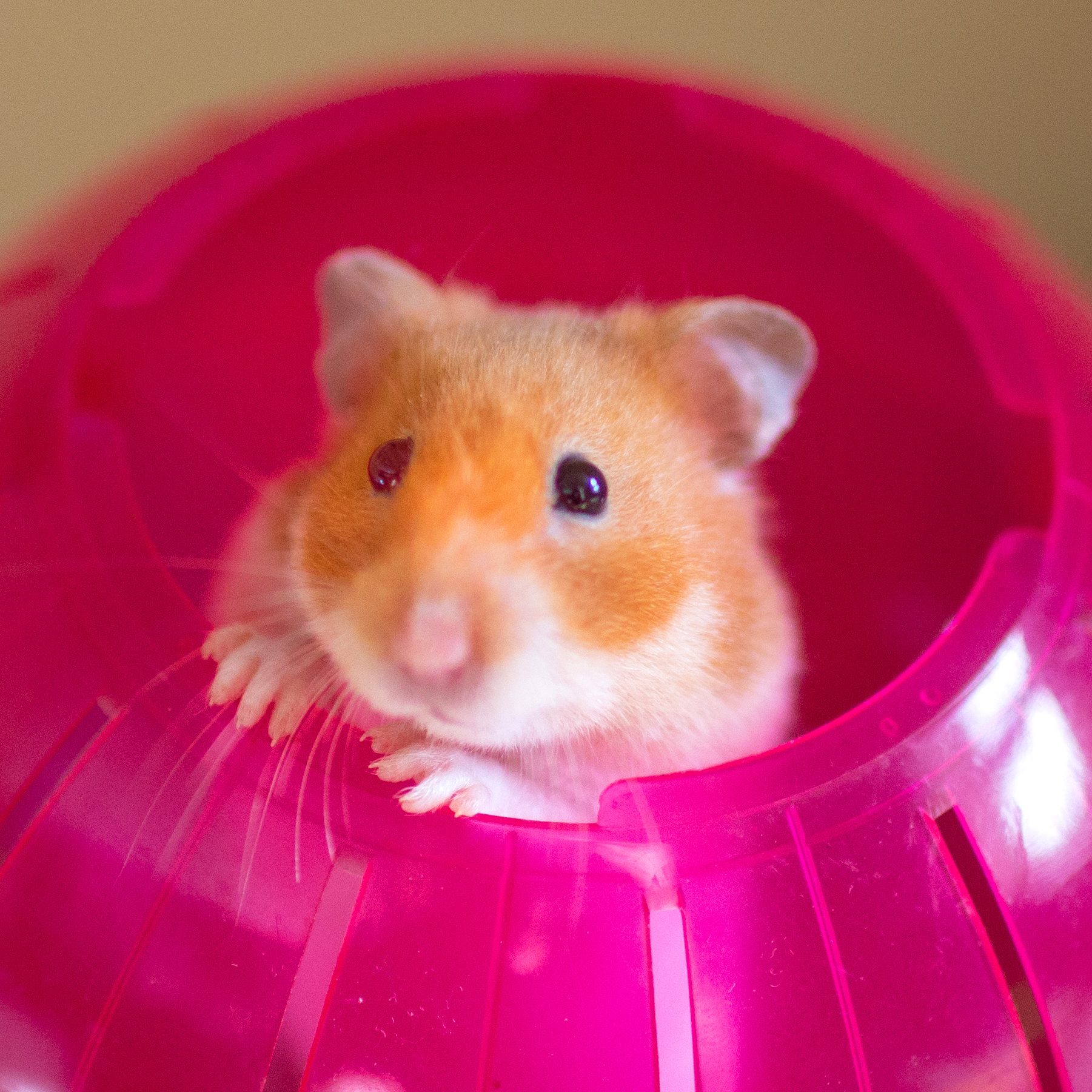 Cute Syrian hamster poking her head out of a bright red exercise ball, looking in to the camera
