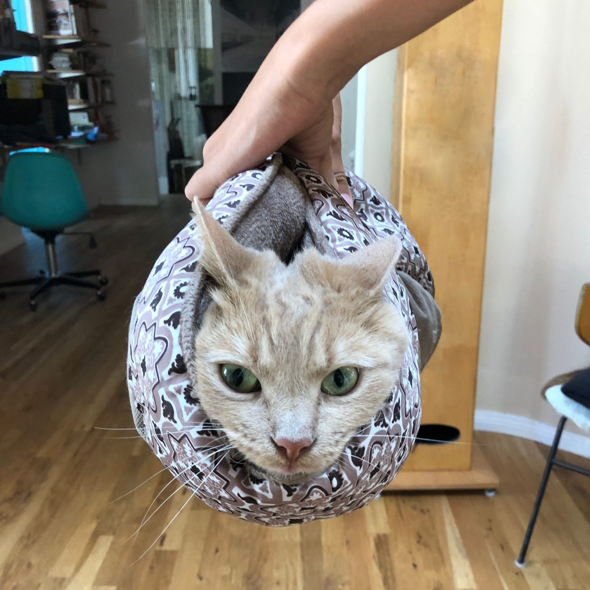 An orange cat wrapped with a pillow like a taco.