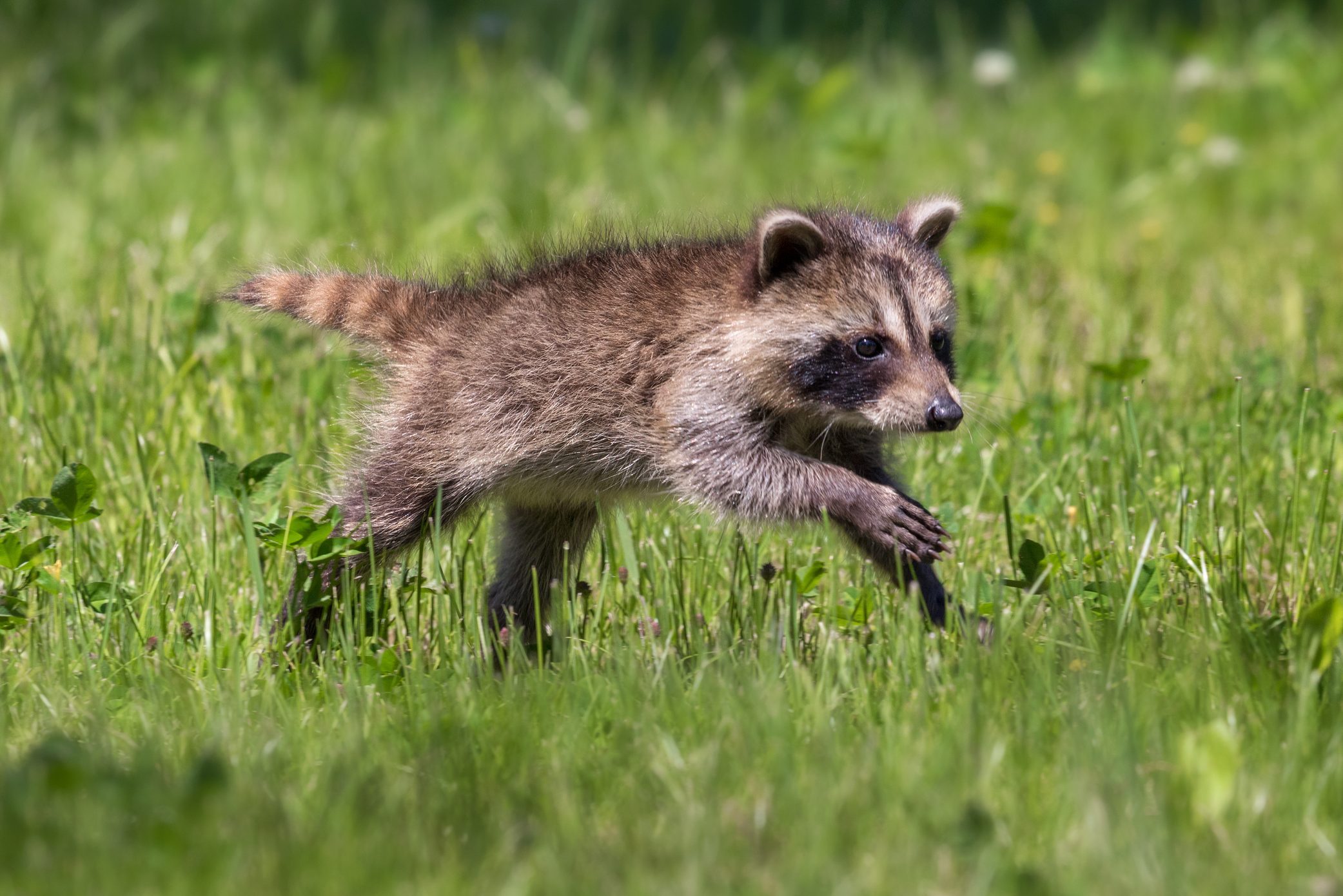 Baby Racoon