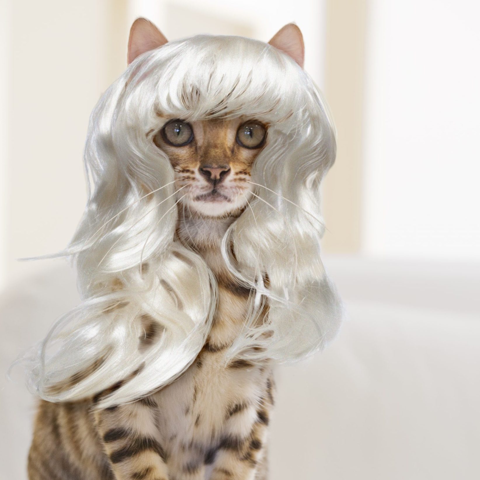 Bengal Cat wearing a Platinum Blonde Wig