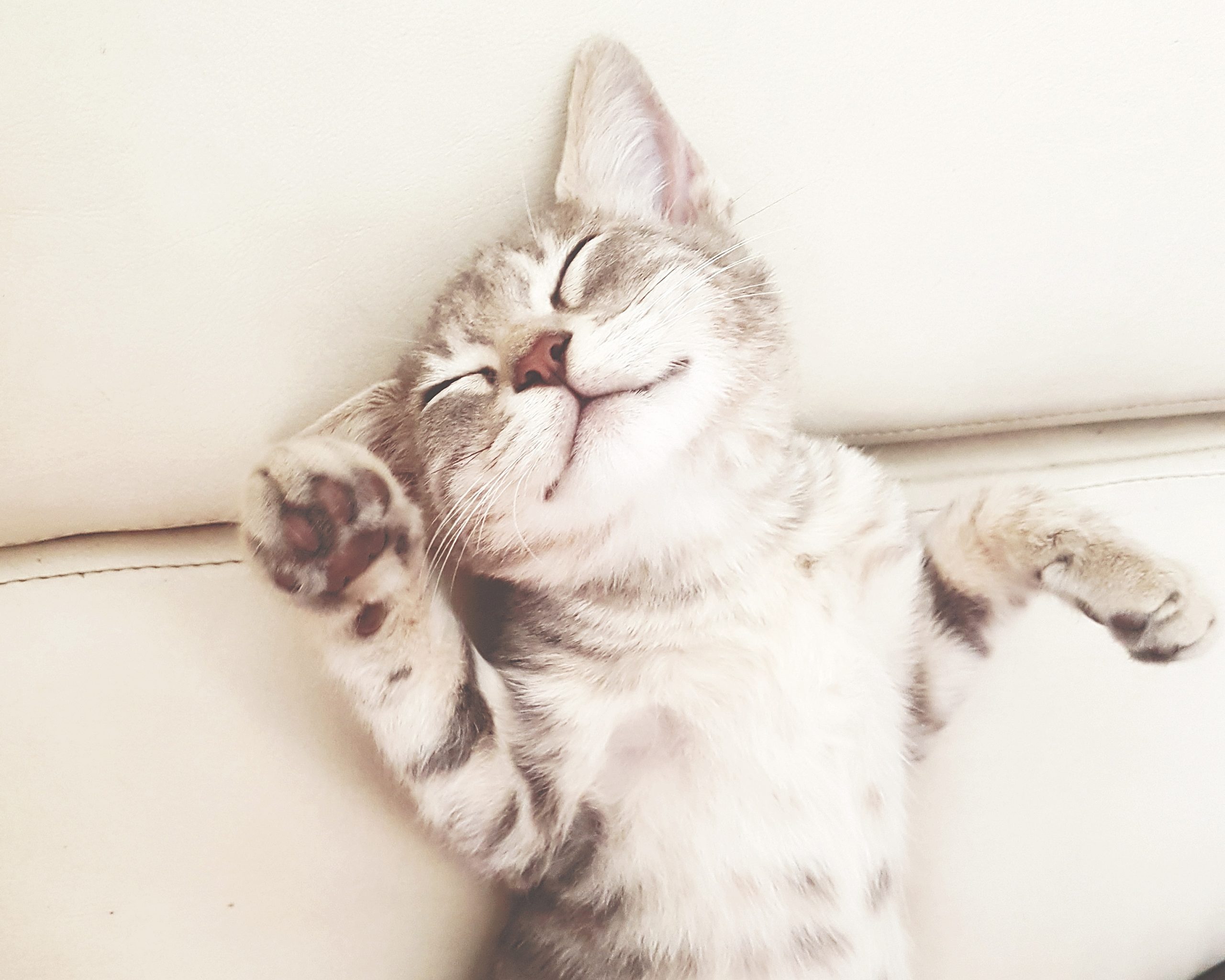 Close-Up Of Cat Lying On Floor