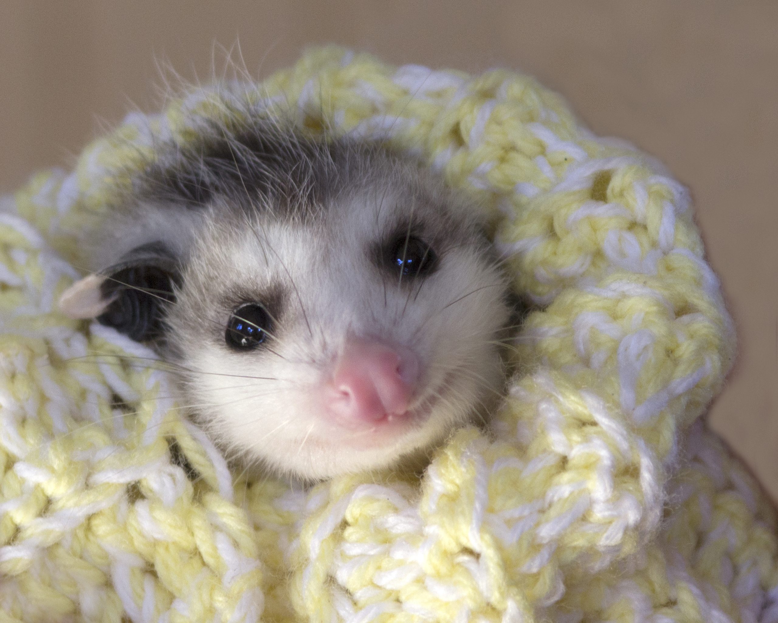 Possum Baby